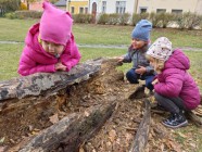 Téma Lidské tělo: Pobyt v parku se zaměřením na environmentální činnost, pozorování, hmatové vnímání - Život stromů. Broučku, kde jsi?